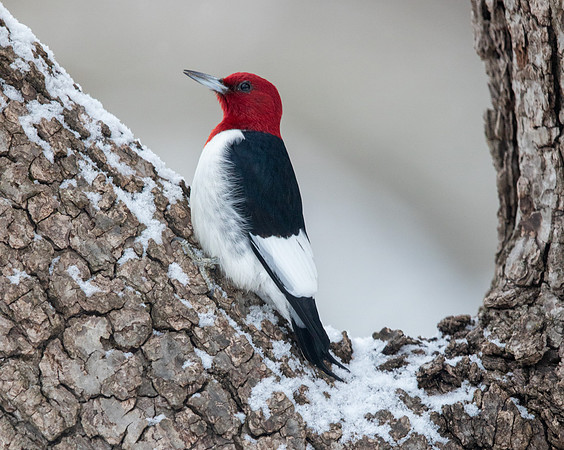 Red-headed woodpecker (Melanerpes erythrocephalus)