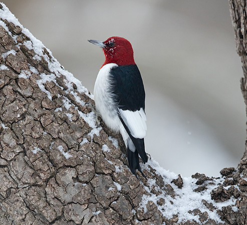 Red-headed woodpecker (Melanerpes erythrocephalus)