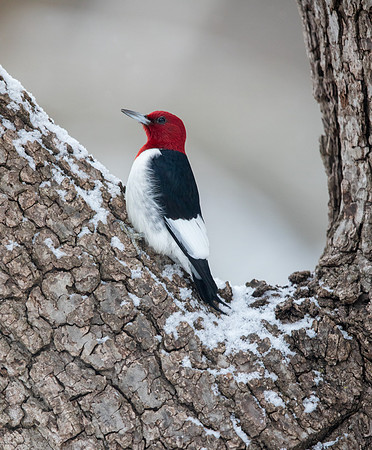 Red-headed woodpecker (Melanerpes erythrocephalus)