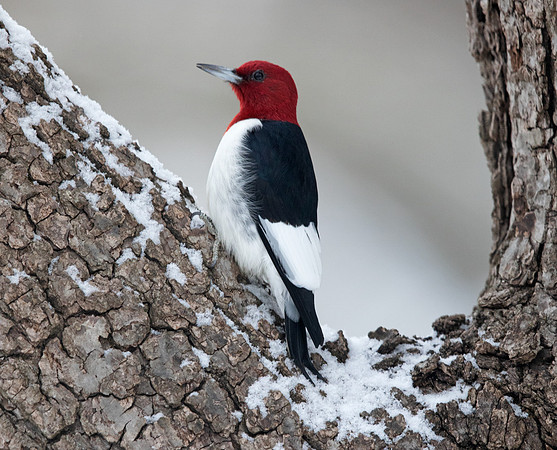 Red-headed woodpecker (Melanerpes erythrocephalus)