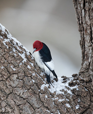 Red-headed woodpecker (Melanerpes erythrocephalus)