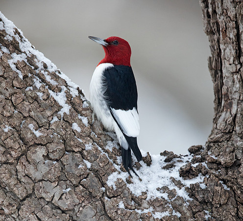 Red-headed woodpecker (Melanerpes erythrocephalus)