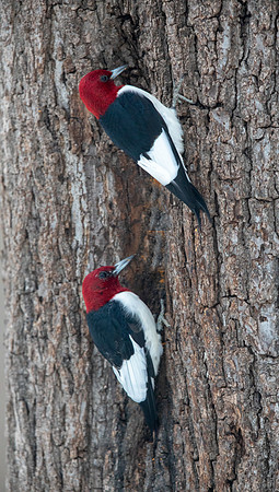 Red-headed woodpecker (Melanerpes erythrocephalus)