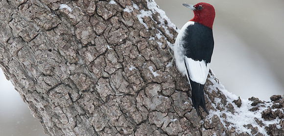 Red-headed woodpecker (Melanerpes erythrocephalus)
