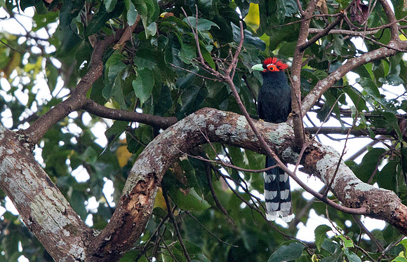 Rough-crested malkoha (Phaenicophaeus superciliosus)
