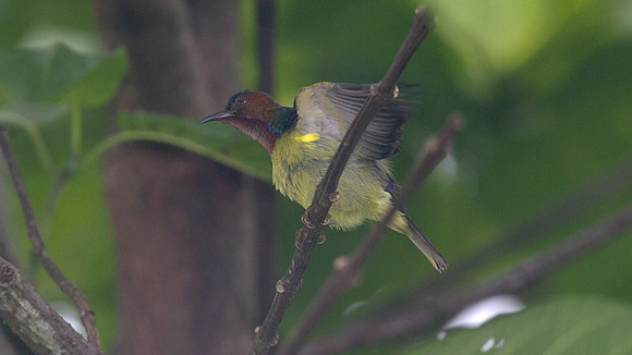 ?Red-throated Sunbird (Anthreptes rhodolaema)? male