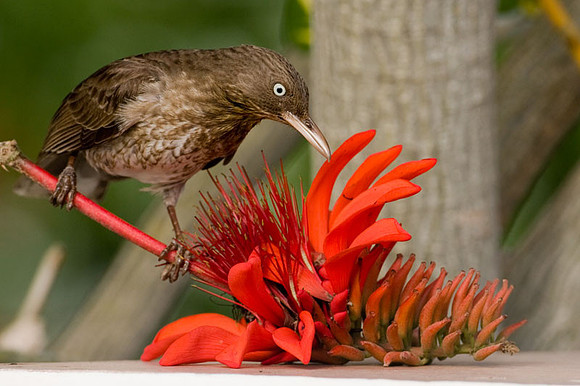 Pearly-eyed Thrasher (Margarops fuscatus)