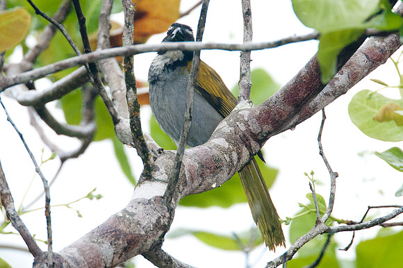 Black-headed Saltator (Saltator atriceps)