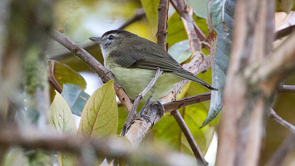 Brown-capped Vireo (Vireo leucophrys)