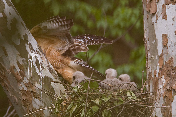 Red-shouldered Hawk (Buteo lineatus) adult and juvenile