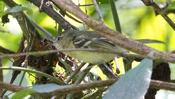 Mottle-cheeked Tyrannulet (Phylloscartes ventralis)