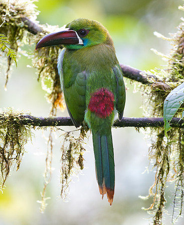 Crimson-rumped Toucanet (Aulacorhynchus haematopygus)