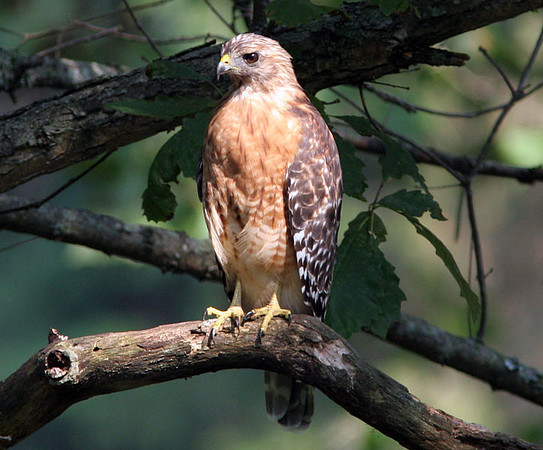 Red-shouldered Hawk (Buteo lineatus)