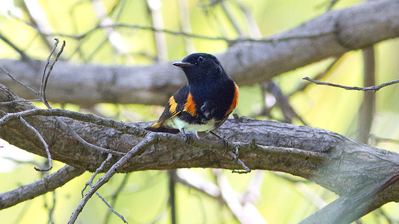 American Redstart (Setophaga ruticilla) male