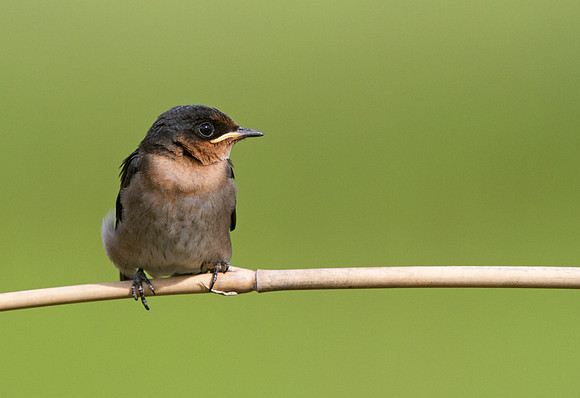 Pacific swallow (Hirundo tahitica)