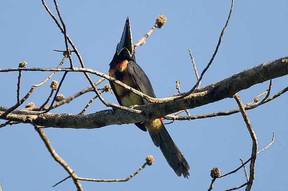 Collared Aracari (Pteroglossus torquatus)