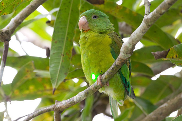 Orange-chinned Parakeet (Brotogeris jugularis) also known as Tovi Parakeet