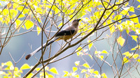Bornean Treepie (Dendrocitta cinerascens)