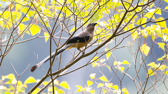 Bornean Treepie (Dendrocitta cinerascens)