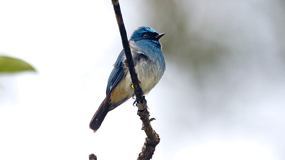 Indigo Flycatcher (Eumyias indigo)