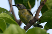 Bananaquit (Coereba flaveola)