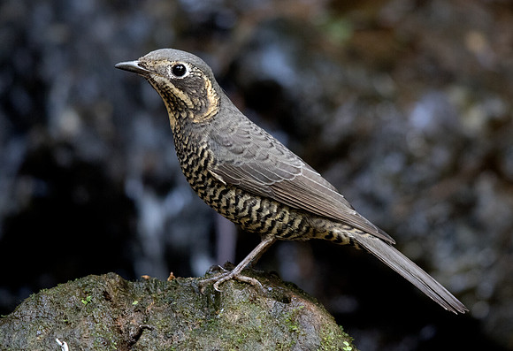 Chestnut-bellied rock thrush (Monticola rufiventris) Female