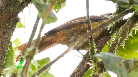 Streaked Tuftedcheek (Pseudocolaptes boissonneautii)
