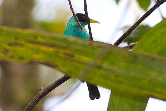Green Honeycreeper (Chlorophanes spiza)