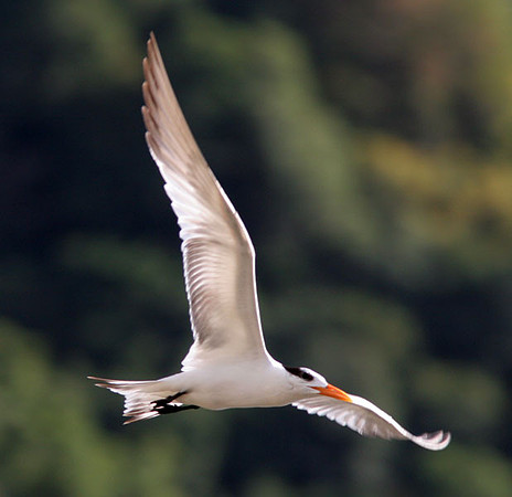 Royal Tern (Thalasseus maximus)