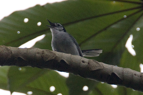 Tropical Gnatcatcher (Polioptila plumbea)