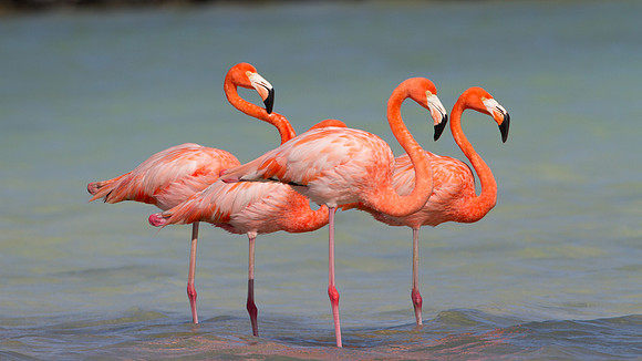 American Flamingo (Phoenicopterus ruber)