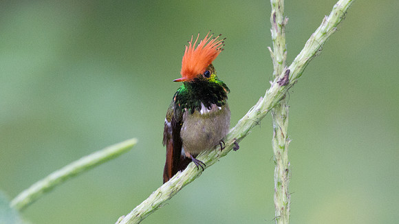 Rufous-Crested Coquette (Lophornis delattrei) - male
