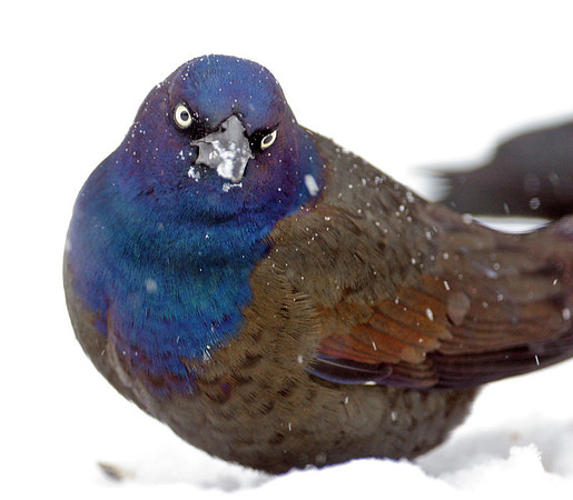Common Grackle (Quiscalus quiscula) male