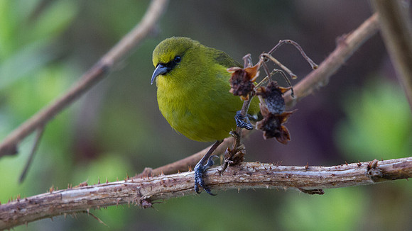 Hawaiʻi ʻAmakihi (Hemignathus virens)
