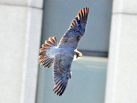 Peregrine Falcon (Falco peregrinus)