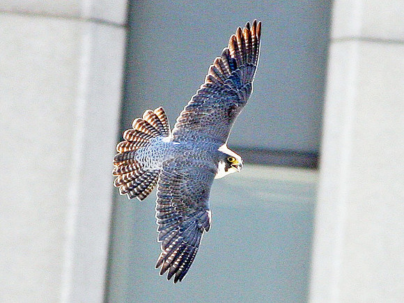 Peregrine Falcon (Falco peregrinus)