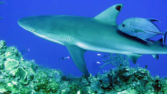 Caribbean Reef Shark
