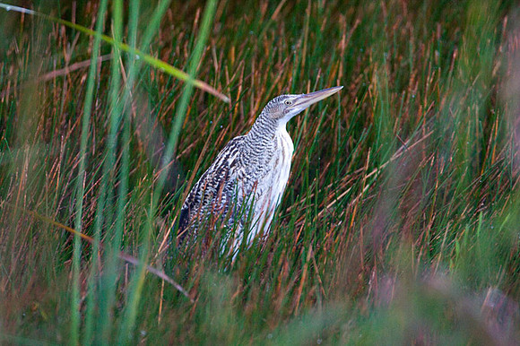 Pinnated Bittern (Botaurus pinnatus) also known as South American Bittern