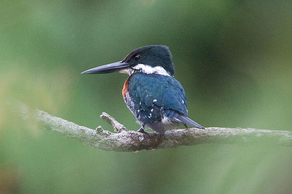 Green Kingfisher (Chloroceryle americana) male