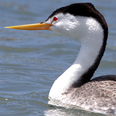Clark's grebe (Aechmophorus clarkii)