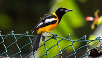 Venezuelan Troupial (Icterus icterus)
