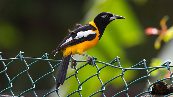 Venezuelan Troupial (Icterus icterus)