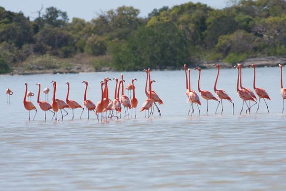 Greater Flamingo (Phoenicopterus roseus)