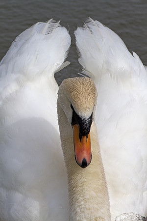 Mute Swan (Cygnus olor)