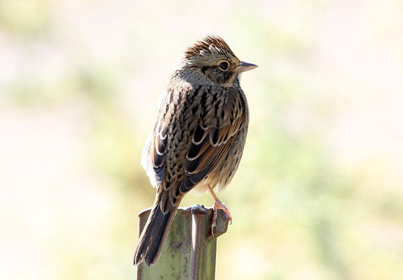 Lincoln's Sparrow (Melospiza lincolnii)