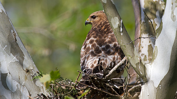 Red-shouldered Hawk (Buteo lineatus)