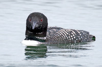 Great Northern Loon (Gavia immer) also known as Common Loon or Great Northern Diver
