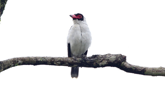 Masked Tityra (Tityra semifasciata)