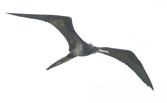 Magnificent Frigatebird (Fregata magnificens) male