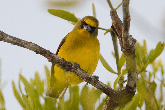 Thick-billed Euphonia (Euphonia laniirostris) male
